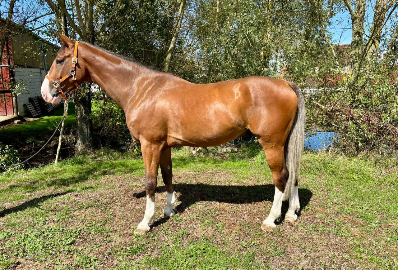 Gelding Selle Fran&ccedil;ais For sale 2020 Bay