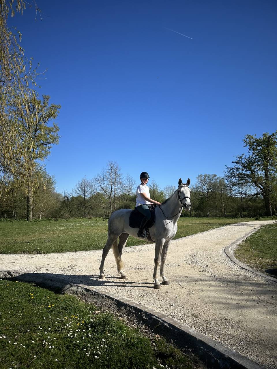 Gelding Irish Sport Horse For sale 2022 Grey