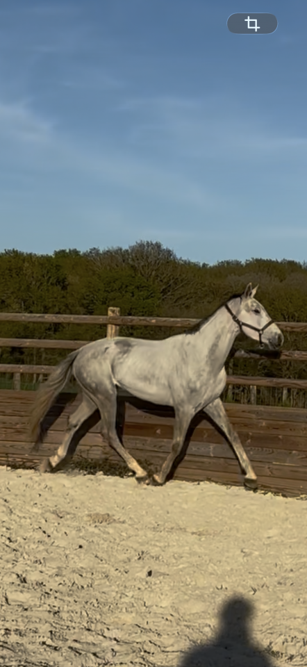 Gelding Irish Sport Horse For sale 2022 Grey