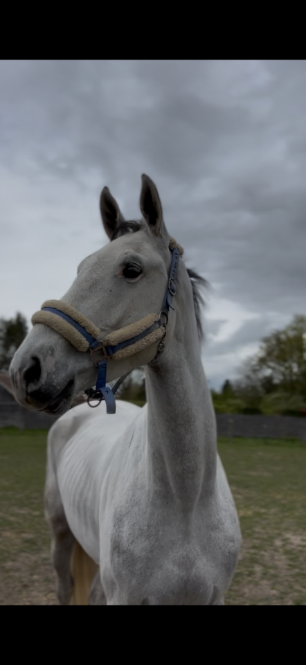 Gelding Irish Sport Horse For sale 2022 Grey
