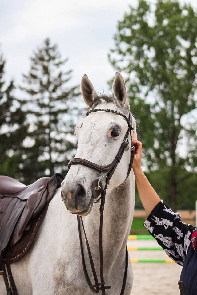 Gelding Irish Sport Horse For sale 2022 Grey