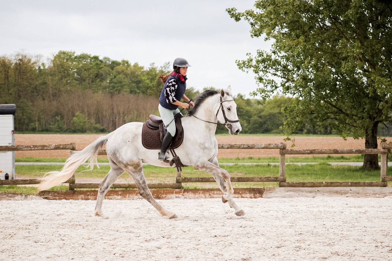 Gelding Irish Sport Horse For sale 2022 Grey