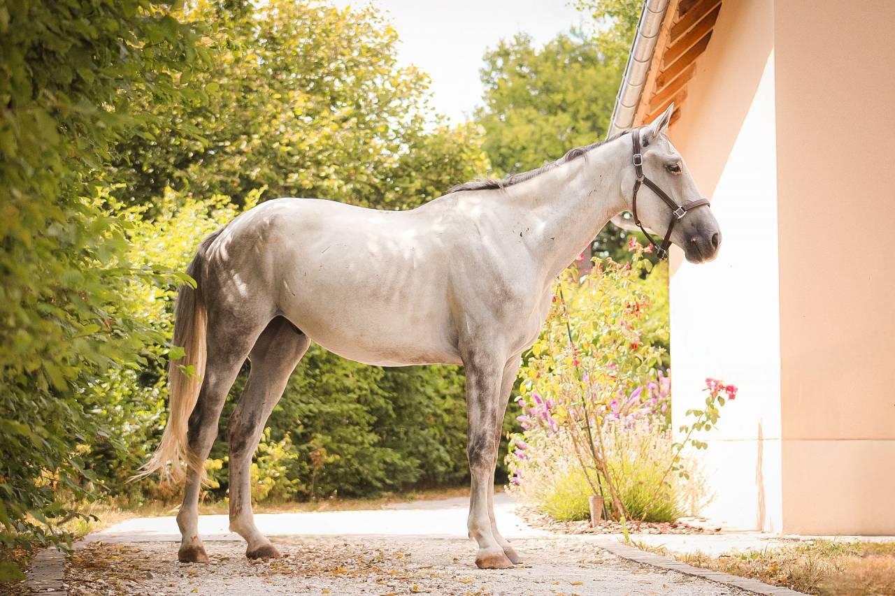 Gelding Irish Sport Horse For sale 2022 Grey