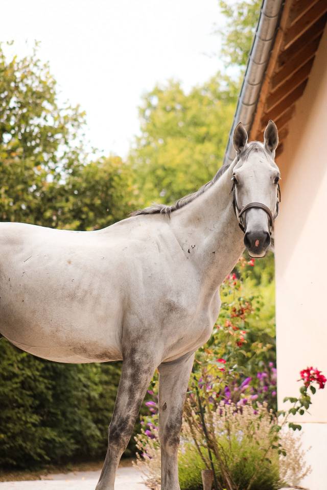 Gelding Irish Sport Horse For sale 2022 Grey