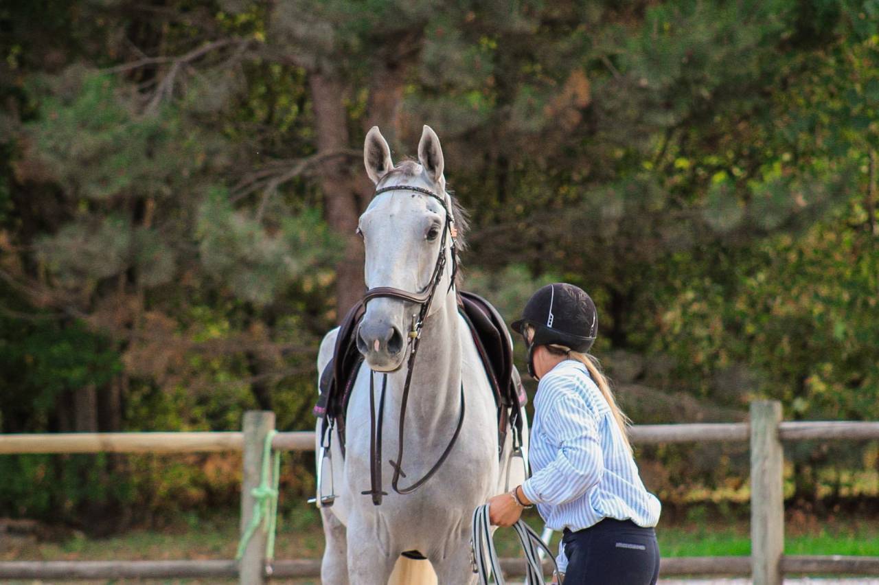 Gelding Irish Sport Horse For sale 2022 Grey