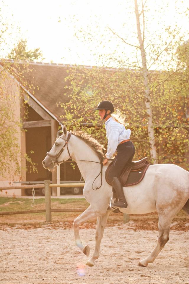 Gelding Irish Sport Horse For sale 2022 Grey