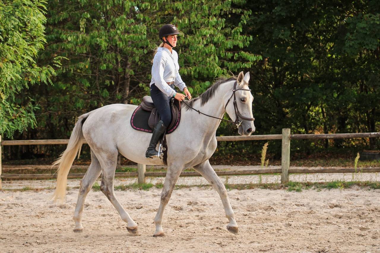 Gelding Irish Sport Horse For sale 2022 Grey