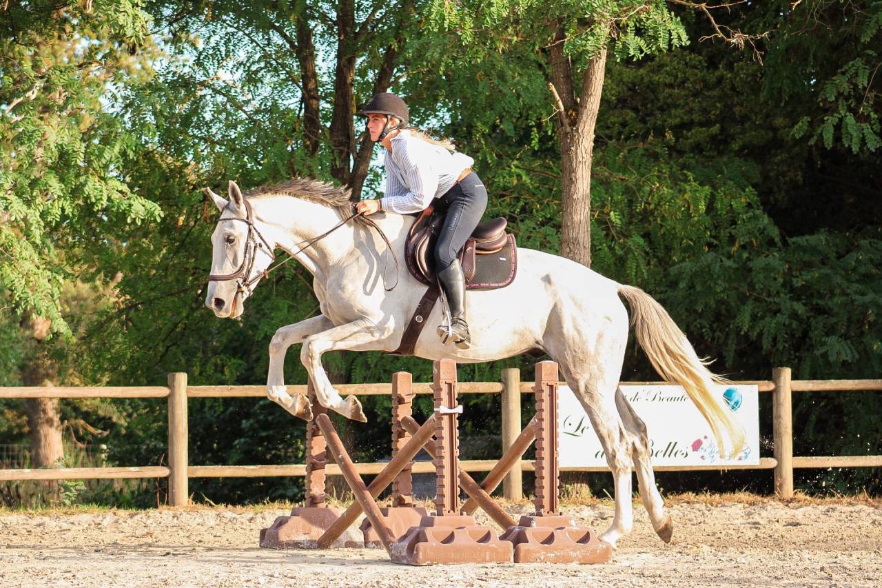 Gelding Irish Sport Horse For sale 2022 Grey