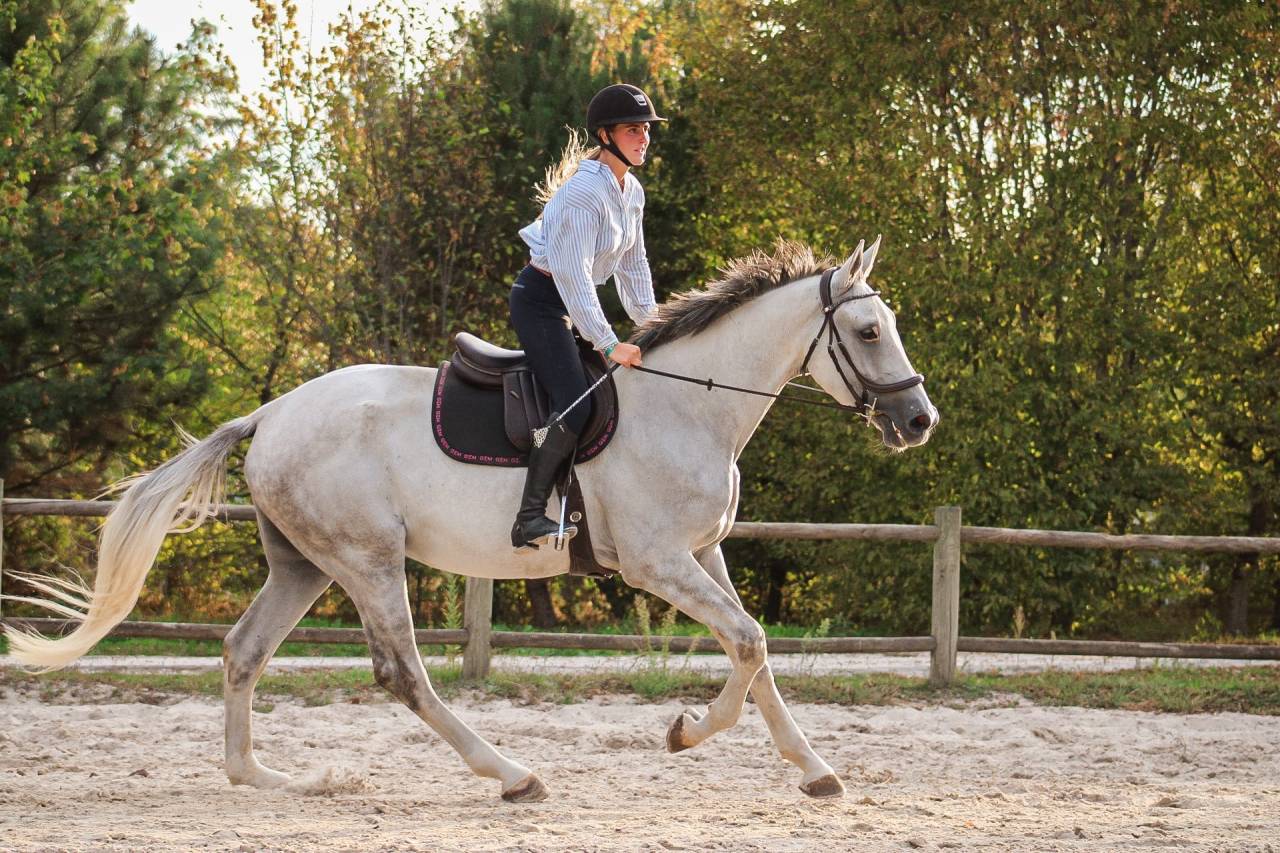 Gelding Irish Sport Horse For sale 2022 Grey