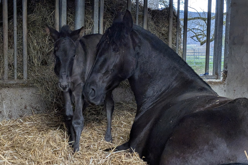 Mare PRE Pure Spanish Bred For sale 2022 Black