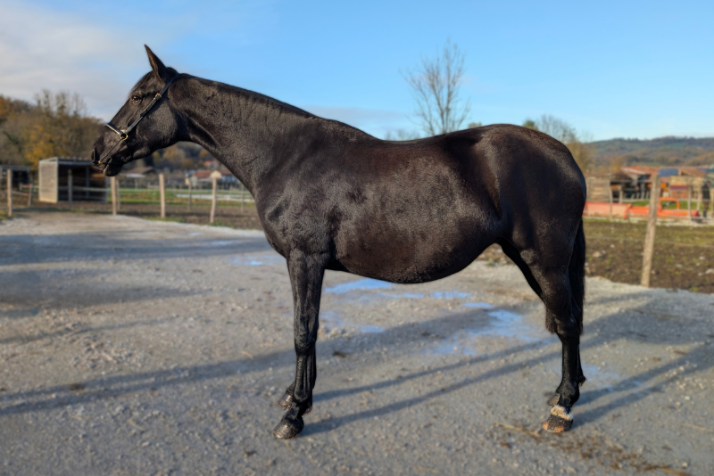 Mare PRE Pure Spanish Bred For sale 2022 Black