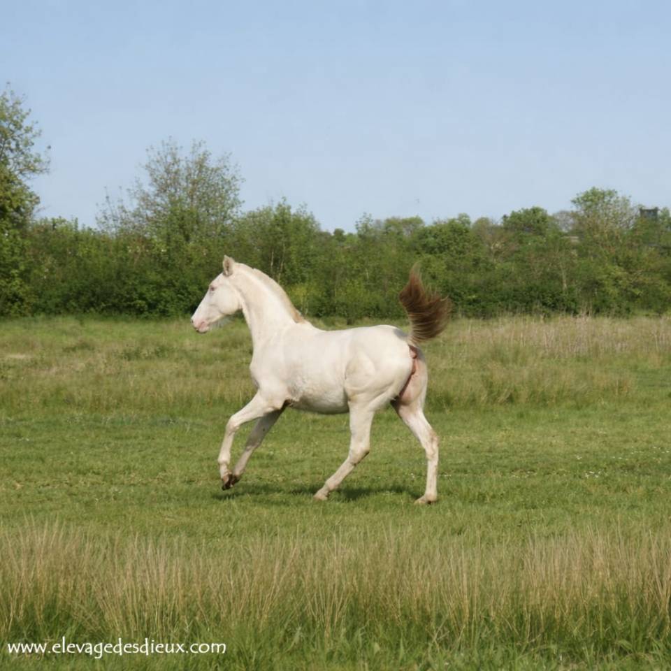 Filly Creme For sale 2025 Cream