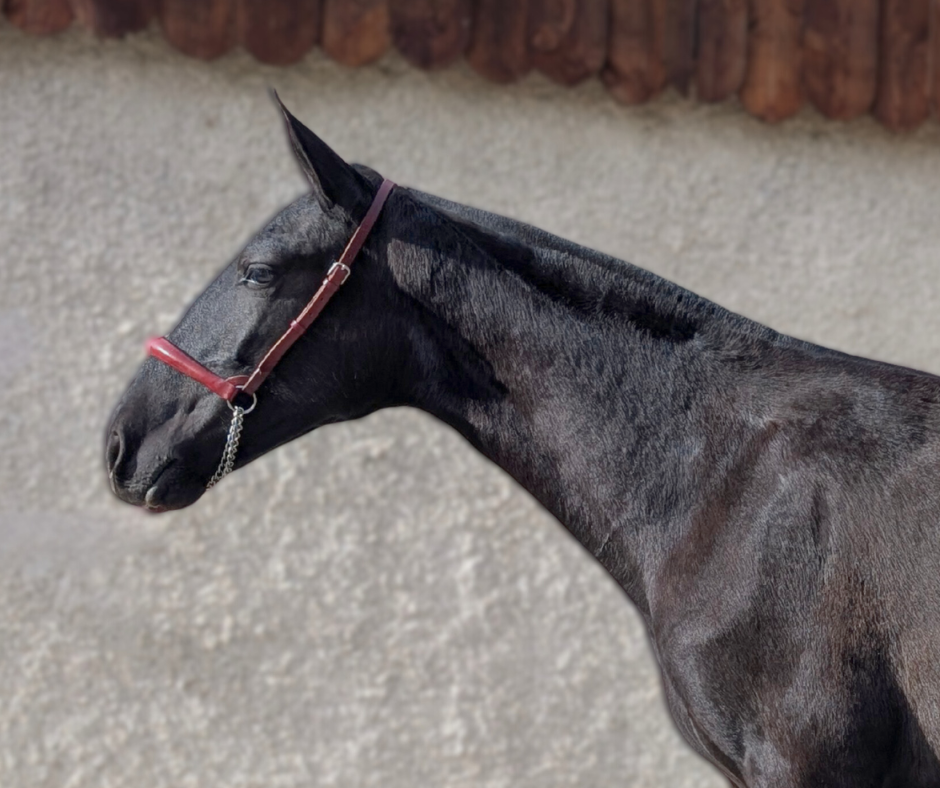 Mare PRE Pure Spanish Bred For sale 2024 Black