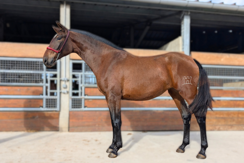 Mare PRE Pure Spanish Bred For sale 2023 Bay