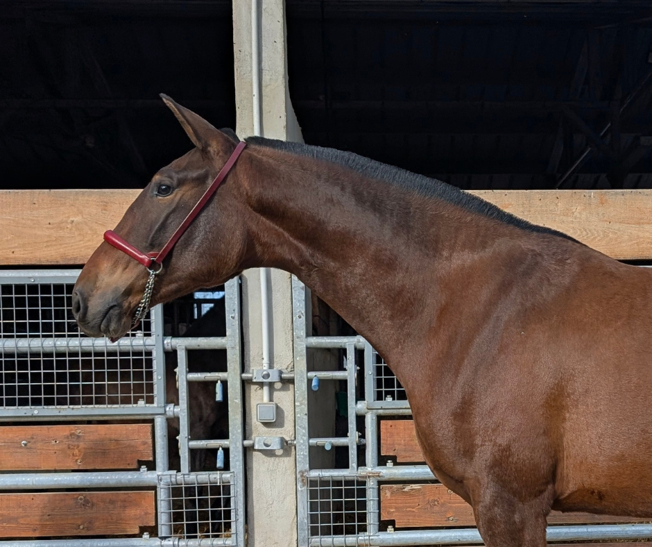 Mare PRE Pure Spanish Bred For sale 2023 Bay