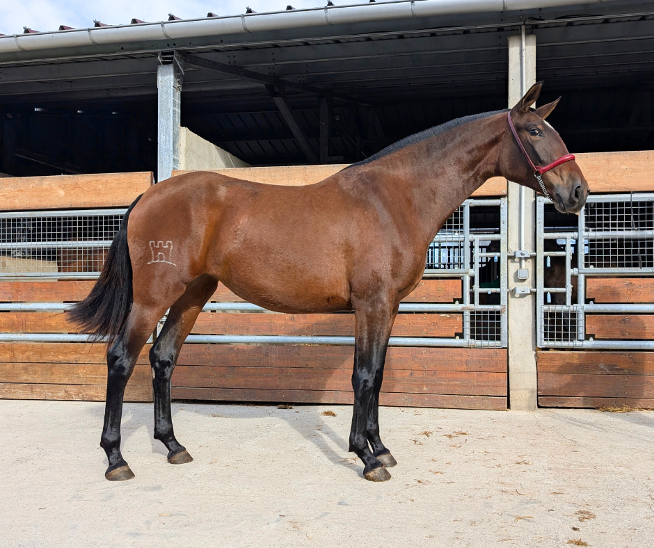 Mare PRE Pure Spanish Bred For sale 2023 Bay
