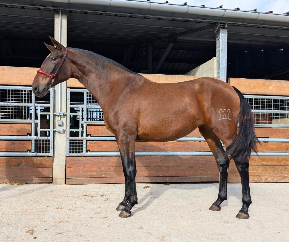 Mare PRE Pure Spanish Bred For sale 2023 Bay