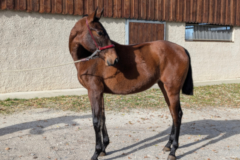 Mare PRE Pure Spanish Bred For sale 2024 Bay