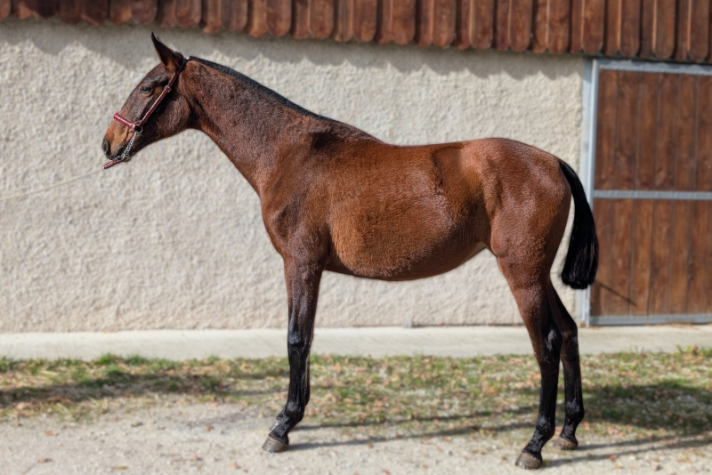 Mare PRE Pure Spanish Bred For sale 2024 Bay