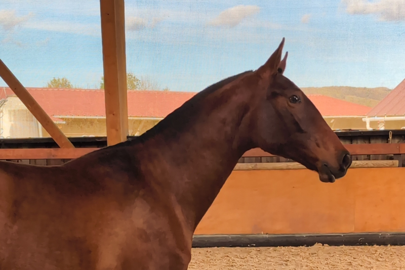 Mare PRE Pure Spanish Bred For sale 2024 Bay