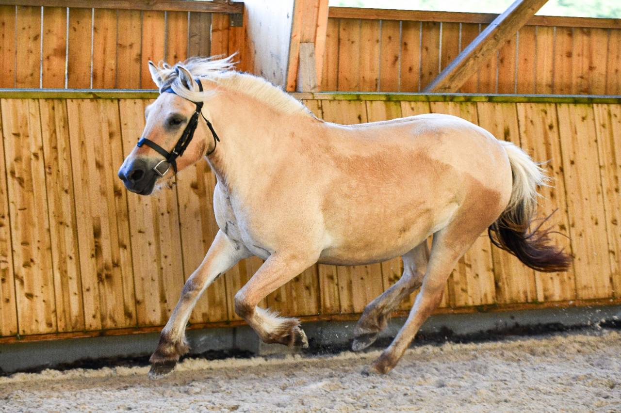 Mare Fjord For sale 2022 Buckskin
