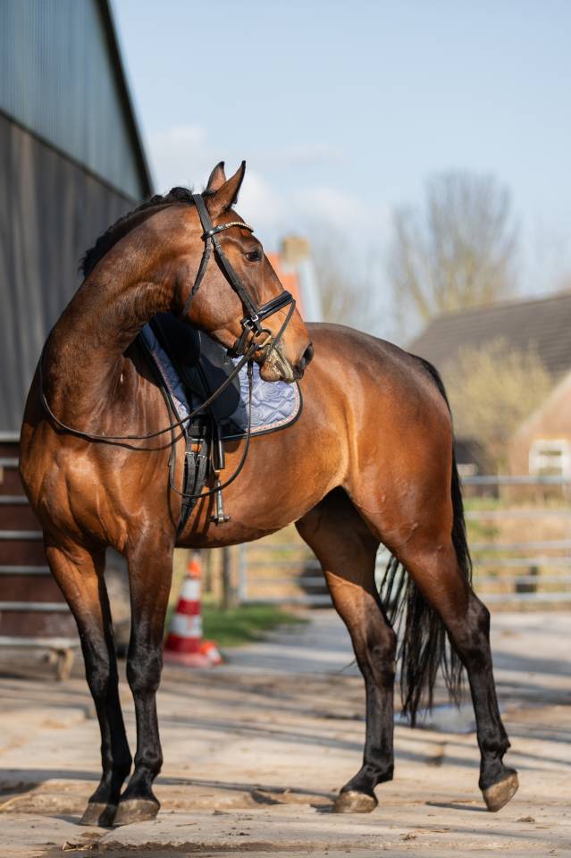 Mare KWPN Dutch Warmblood For sale 2022 Brown