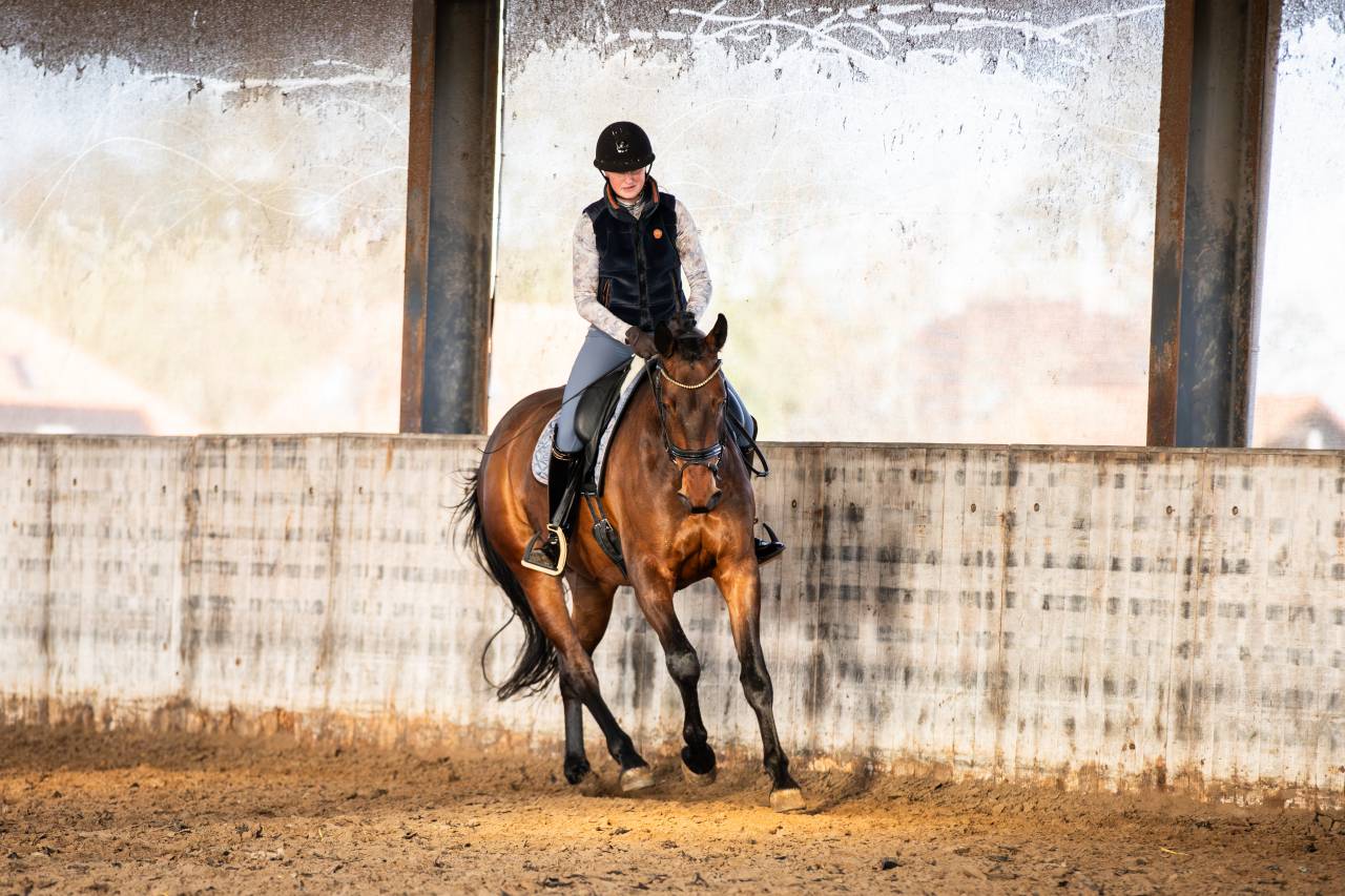 Mare KWPN Dutch Warmblood For sale 2022 Brown