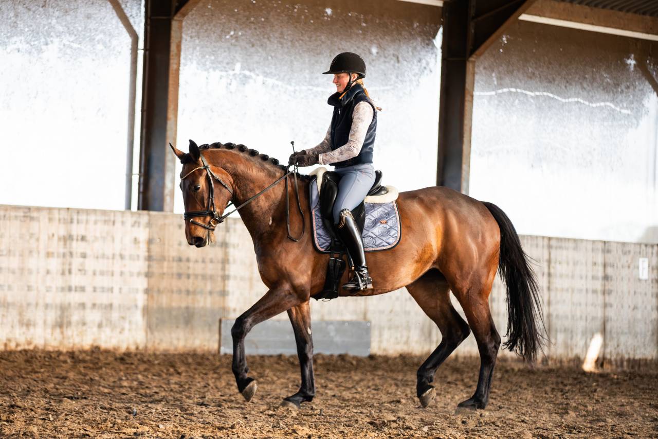 Mare KWPN Dutch Warmblood For sale 2022 Brown
