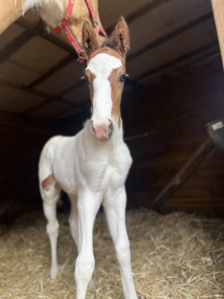 Colt Selle Fran&ccedil;ais For sale 2026 Coloured