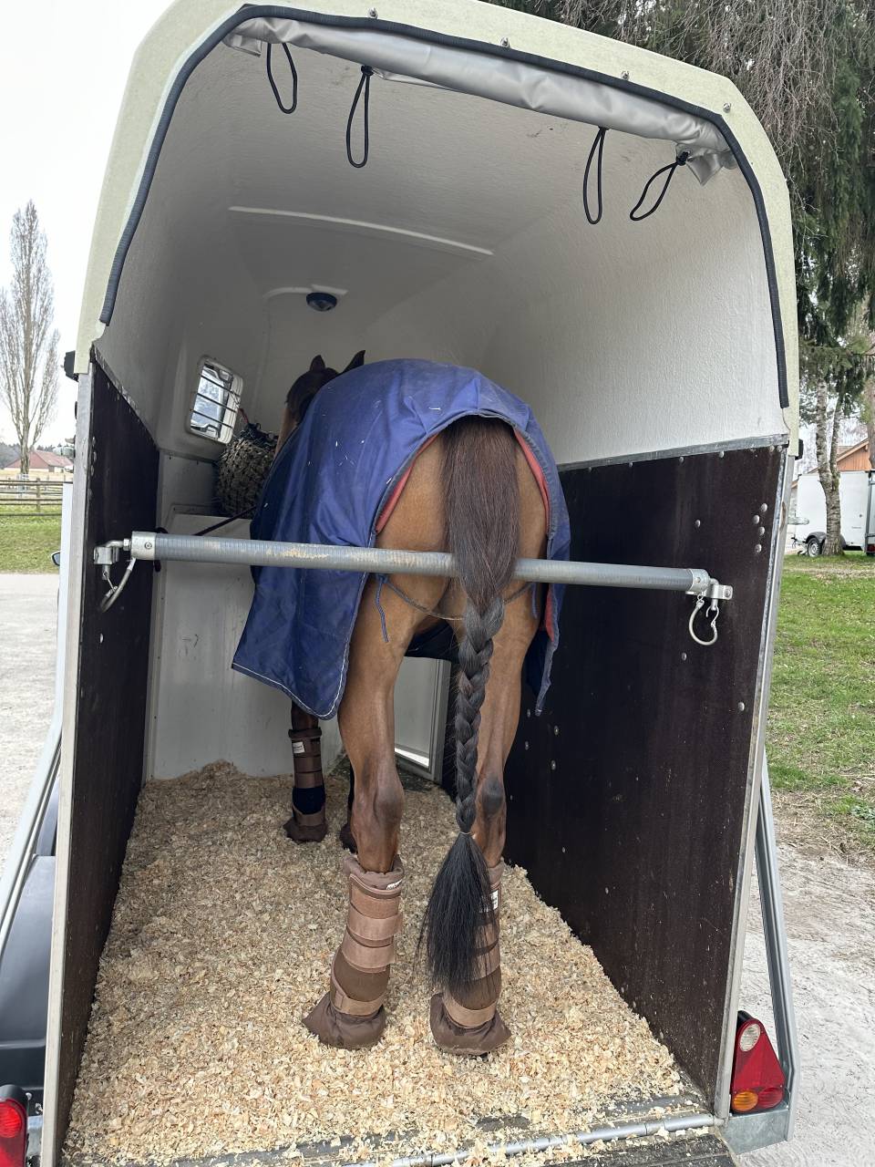 Horse trailer Blomert T1 1,5 Stalls 2016 Used