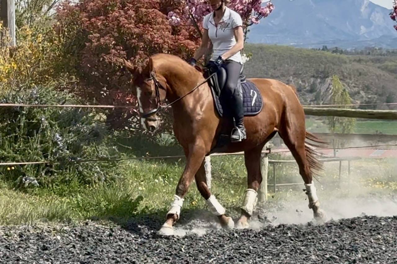 Mare Selle Fran&ccedil;ais For sale 2021 Chesnut