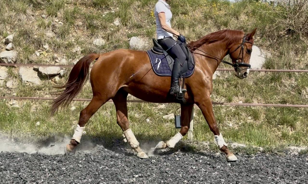 Mare Selle Fran&ccedil;ais For sale 2021 Chesnut