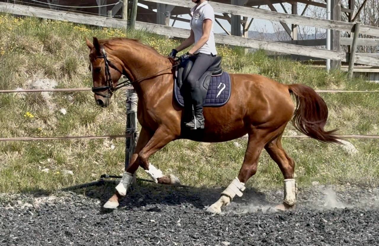 Mare Selle Fran&ccedil;ais For sale 2021 Chesnut
