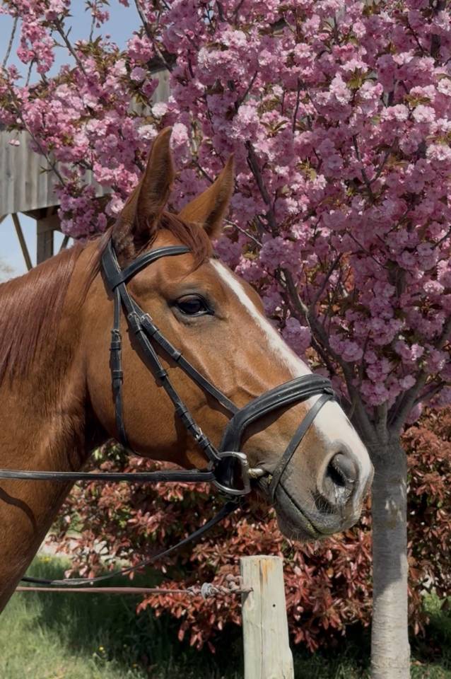 Mare Selle Fran&ccedil;ais For sale 2021 Chesnut