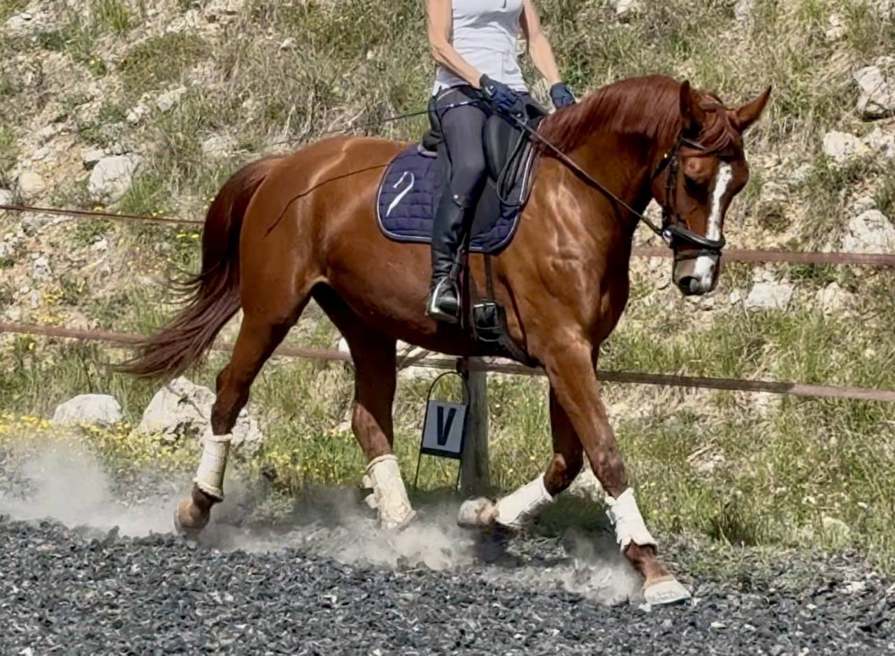 Mare Selle Fran&ccedil;ais For sale 2021 Chesnut