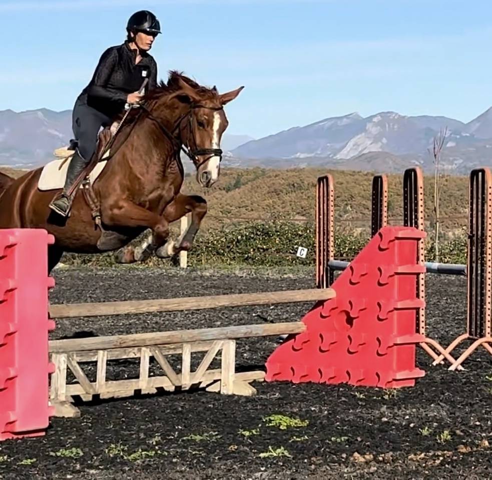 Mare Selle Fran&ccedil;ais For sale 2021 Chesnut