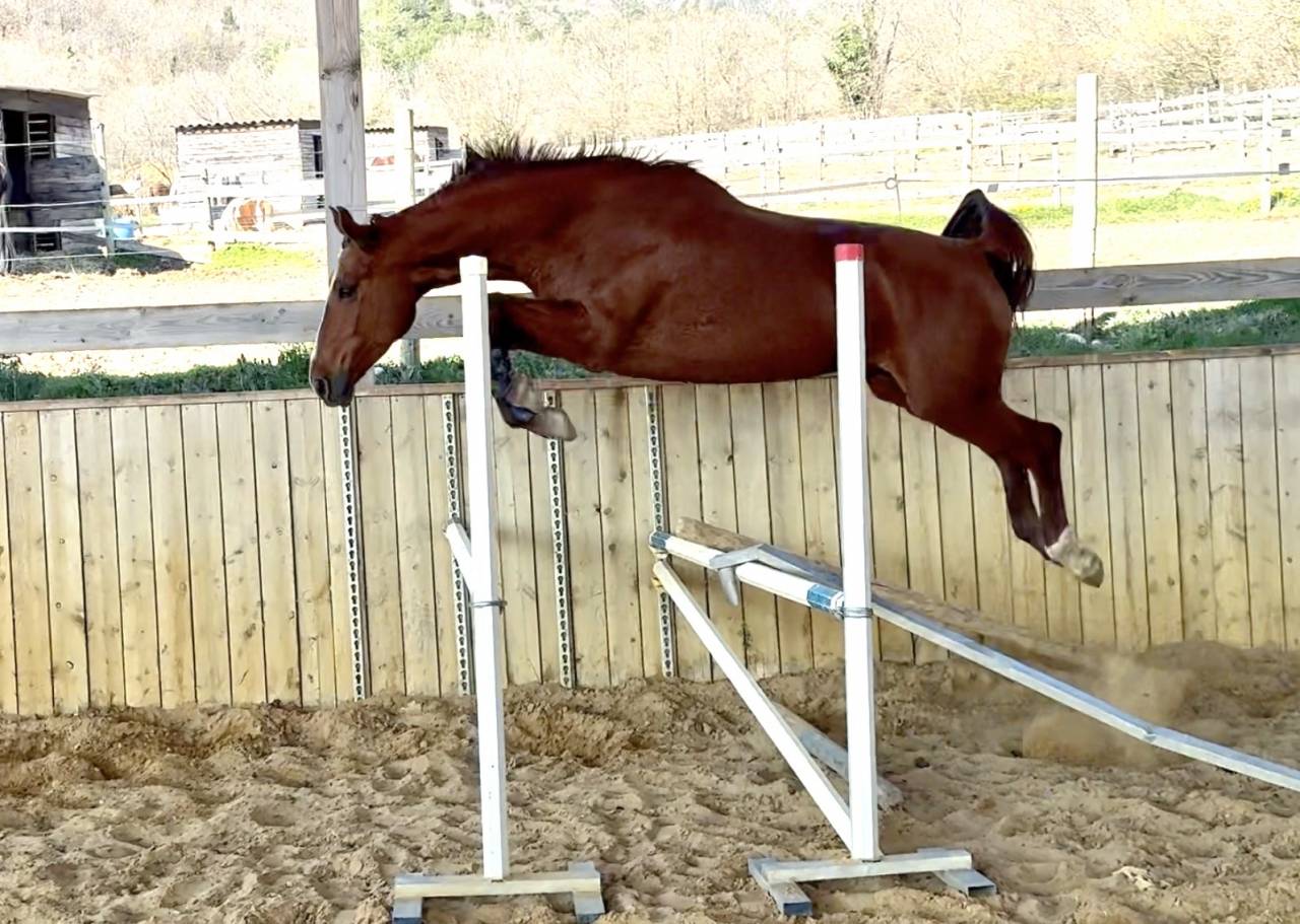 Mare Selle Fran&ccedil;ais For sale 2021 Chesnut