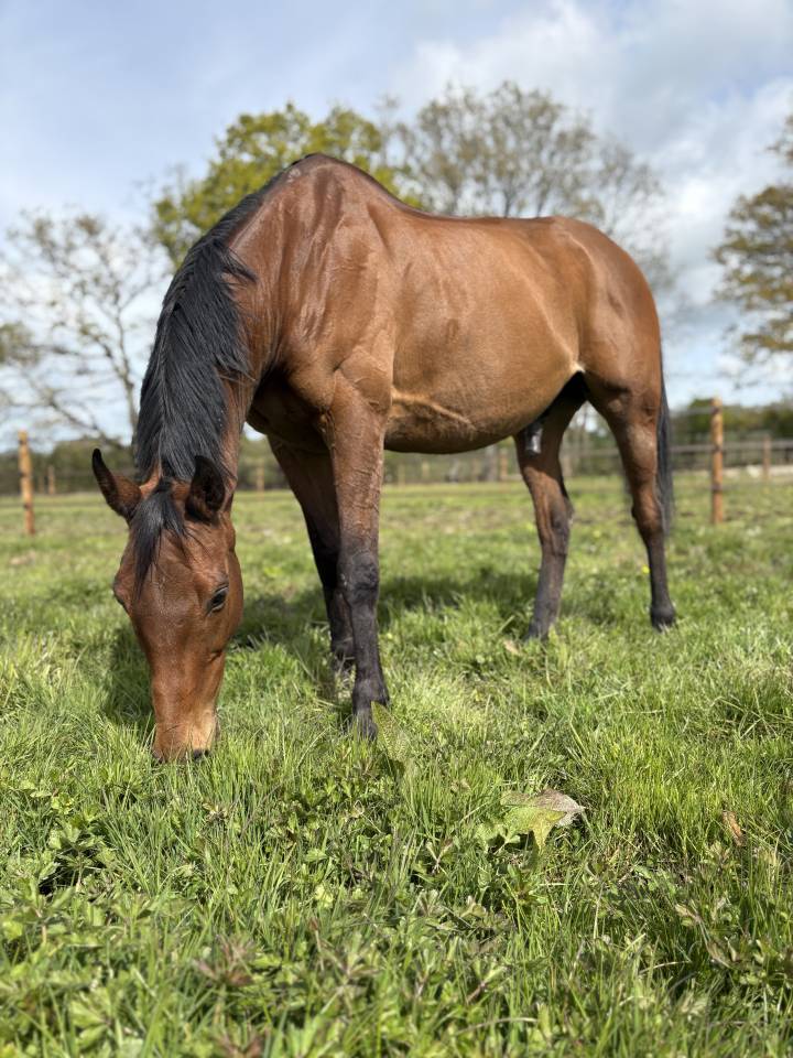 Gelding Thoroughbred For sale 2016 Bay