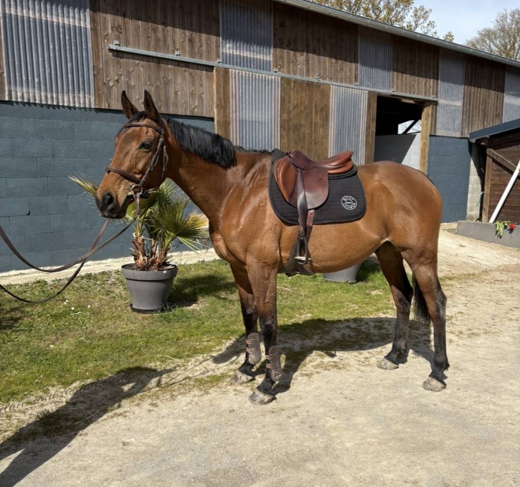 Gelding Thoroughbred For sale 2016 Bay