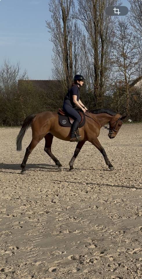 Gelding Thoroughbred For sale 2016 Bay