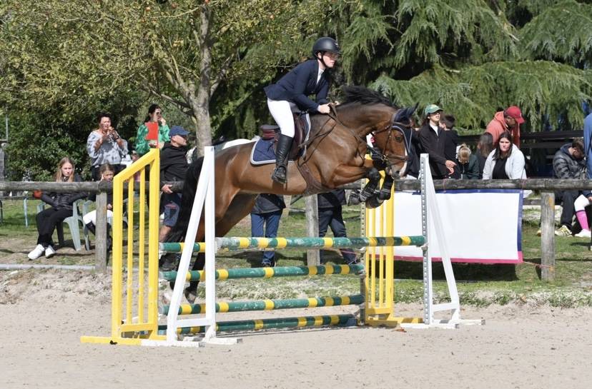 Gelding French Saddle Pony For sale 2016 Bay