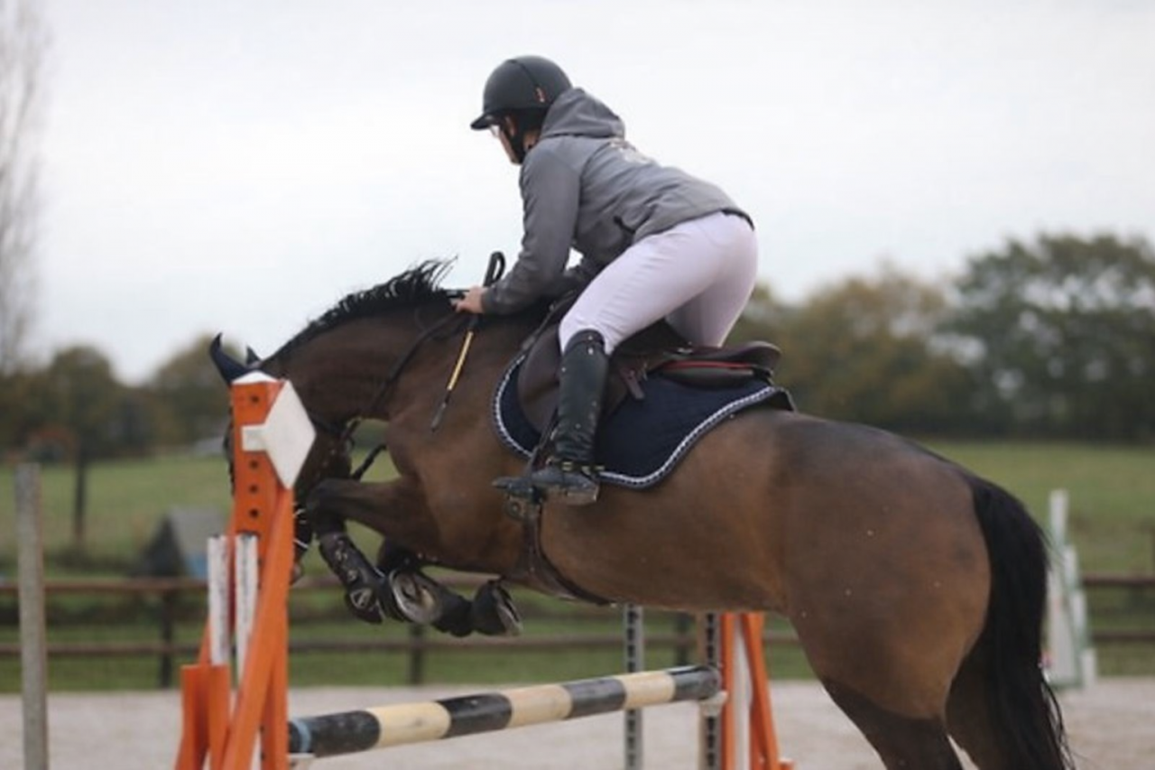 Gelding French Saddle Pony For sale 2016 Bay