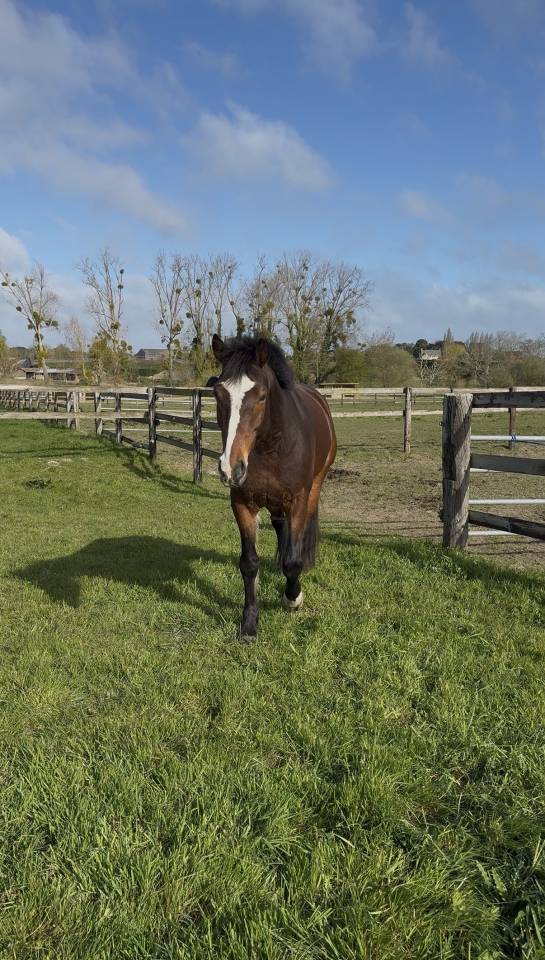 Gelding French Saddle Pony For sale 2016 Bay