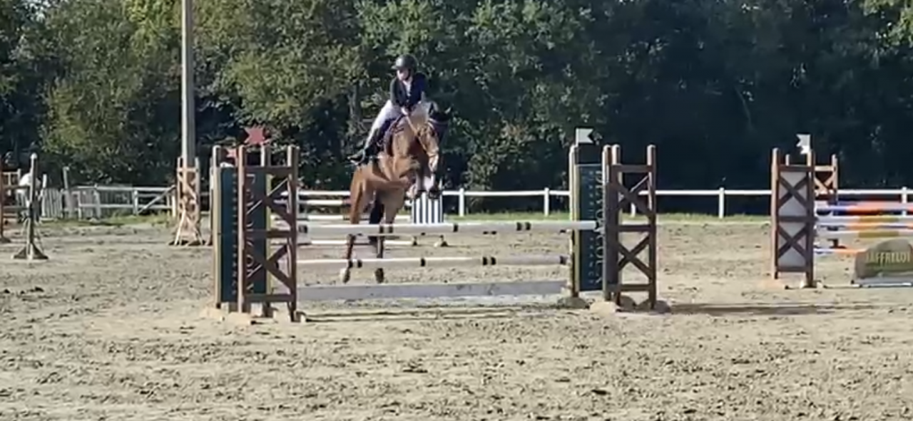 Gelding French Saddle Pony For sale 2016 Bay