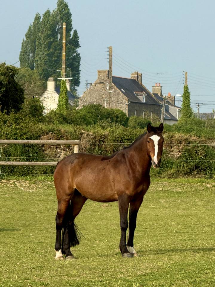 Gelding French Saddle Pony For sale 2016 Bay
