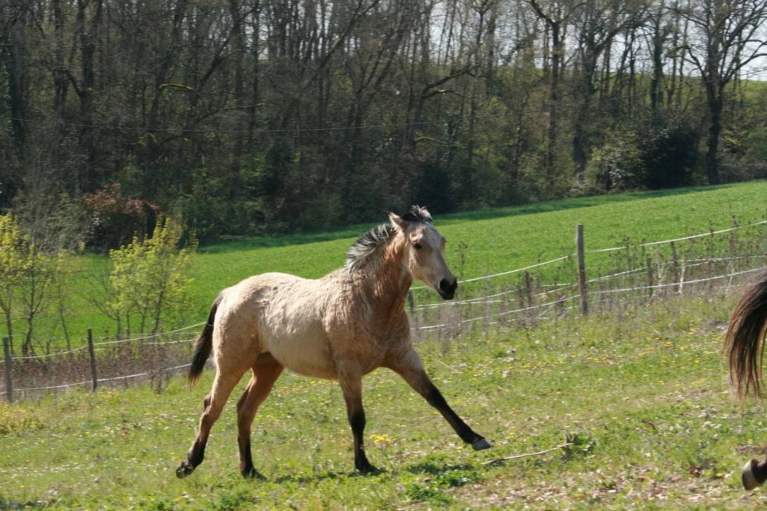 Filly Creme For sale 2025 Buckskin