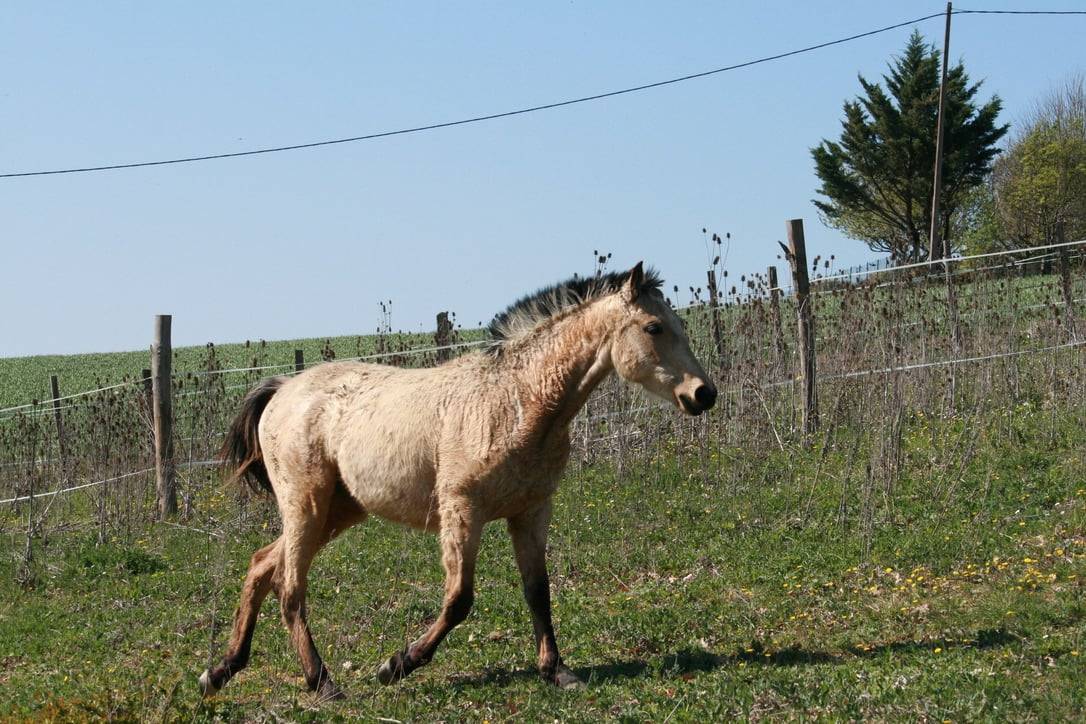Filly Creme For sale 2025 Buckskin