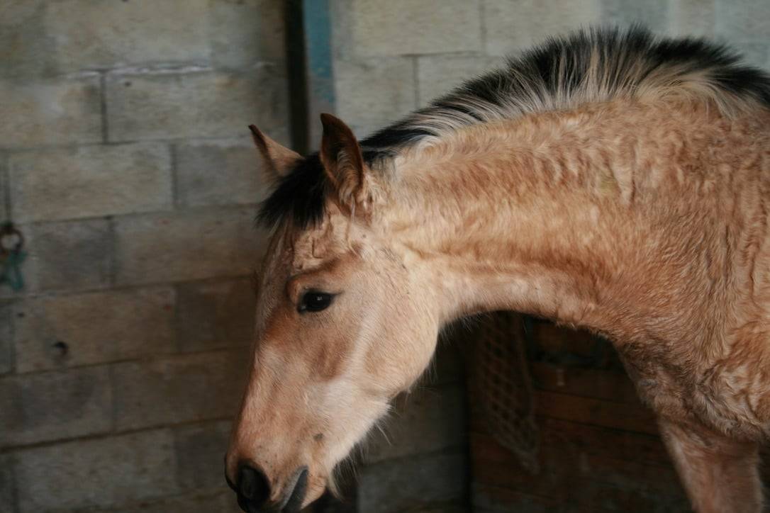 Filly Creme For sale 2025 Buckskin