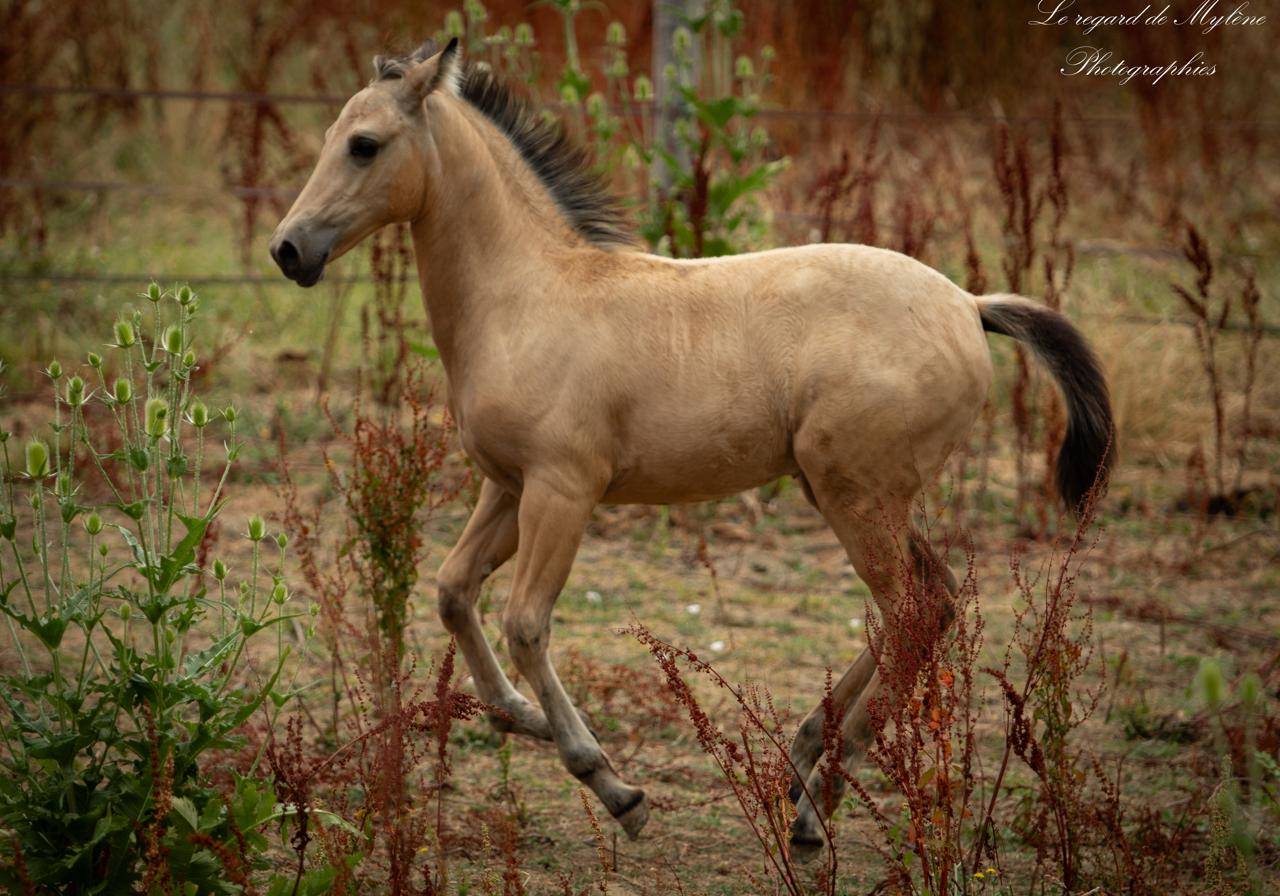 Filly Creme For sale 2025 Buckskin