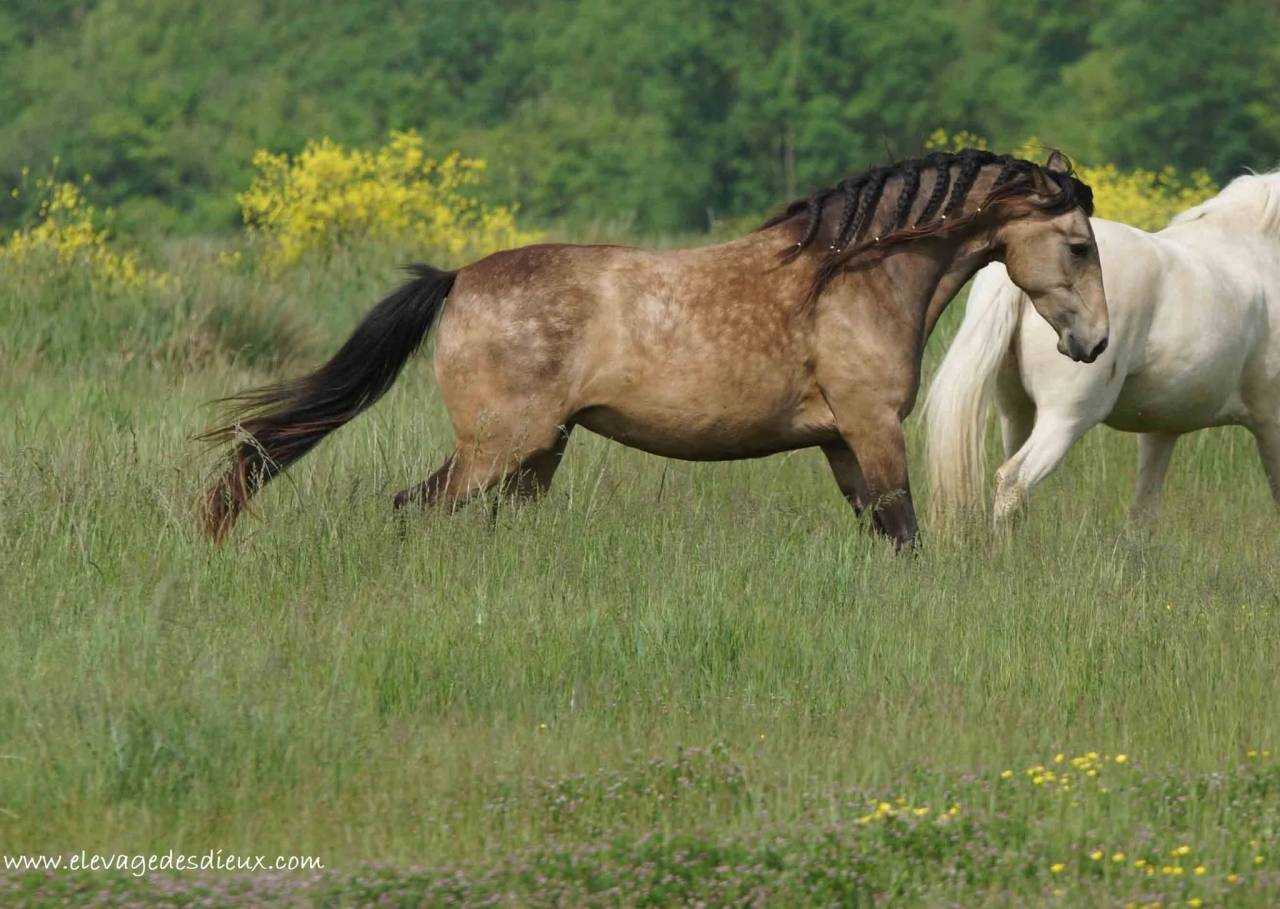 Filly Creme For sale 2025 Buckskin